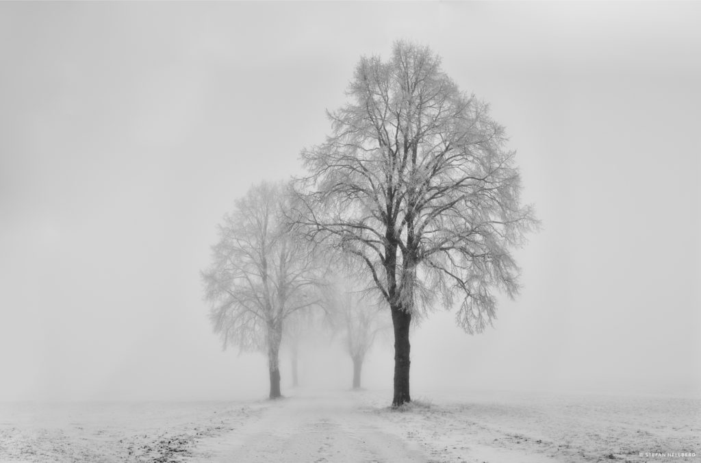 Trees covered in snowy mist. Image created with panoramic stitch effect