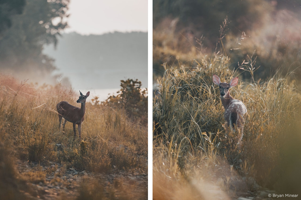 Bryan Minear - Capture One Color Grading