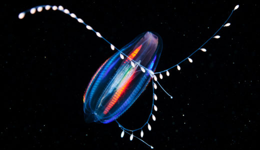 Bringing the ocean depths to life