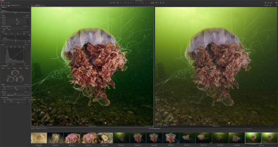 screenshot capture one raw image editor jellyfish photograph being edited to mazimise detail