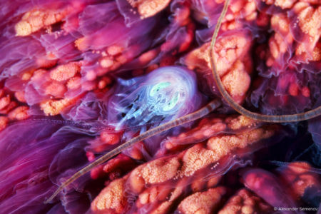 capture one raw image editor blogpost alexander semenov hyperia galba inside cyaneax transparent prawm like creature poking out from bright pink and purple coral