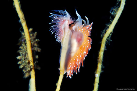 capture one raw image editor alexander semenov nudibranchia coryphella polaris and coryphella nobilis green stalk with orange and transluscant tentacled creature almost flower like