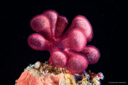 capture one raw image editor alexander semenov red algae gibsmithia bulbous fentacles on plant bedded in coral 