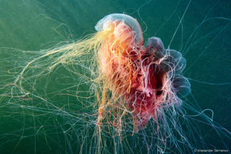 capture one raw image editor alexander semenov underside of jellyfish with splayed multicolored tentacles