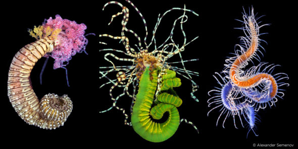 capture one raw image editor alexander semenov 3 brightly colored molluscs collaged together with a varied array of tentacles against black background